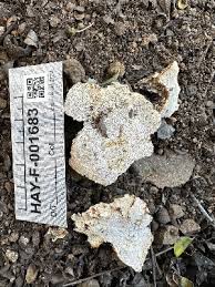 Attēlu rezultāti vaicājumam “Perenniporia subacida”