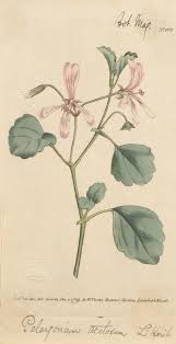 Attēlu rezultāti vaicājumam “Geraniaceae”