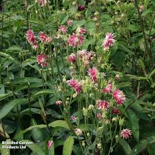 Image result for Aquilegia vulgaris `Nora Barlow`