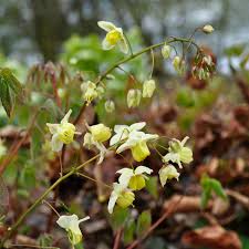 Attēlu rezultāti vaicājumam “Epimedium alpinum  flower”