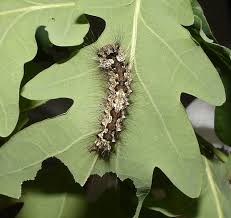 Attēlu rezultāti vaicājumam “Lymantria monacha pupa”