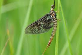 Attēlu rezultāti vaicājumam “Ephemera vulgata”