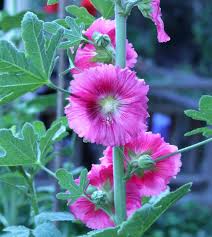 Attēlu rezultāti vaicājumam “Alcea rosea leaf”