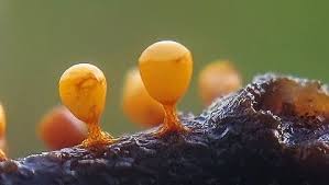 Attēlu rezultāti vaicājumam “Craterium minutum cf. var. brunneum”