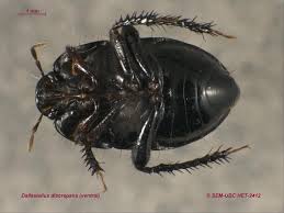 Attēlu rezultāti vaicājumam “Cydnidae”