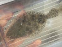 Image result for Paralichthys dentatus