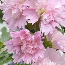 Image result for Alcea rosea `Appleblossom`