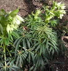 Image result for Helleborus foetidus