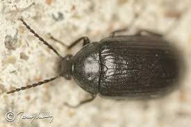 Attēlu rezultāti vaicājumam “Prionychus ater”