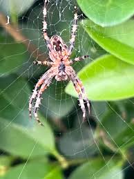 Attēlu rezultāti vaicājumam “Agroeca brunnea”