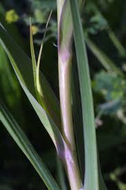 Attēlu rezultāti vaicājumam “Didymium xanthopus stalked”