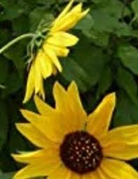 Image result for Helianthus annuus