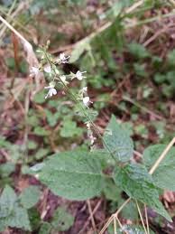 Attēlu rezultāti vaicājumam “Circaea lutetiana flower”