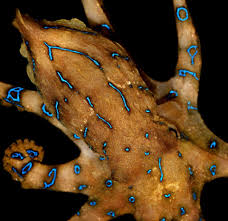 Attēlu rezultāti vaicājumam “Polypogon tentacularius male”