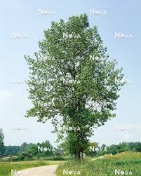 Attēlu rezultāti vaicājumam “Populus x canadensis”