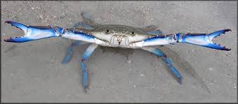 Image result for Callinectes sapidus