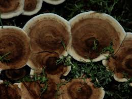 Attēlu rezultāti vaicājumam “Phellodon tomentosus”