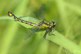 Attēlu rezultāti vaicājumam “Gomphus vulgatissimus”