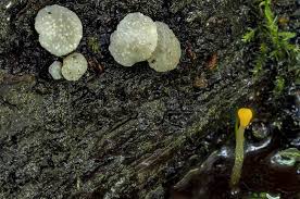 Attēlu rezultāti vaicājumam “Cudoniella clavus”