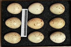 Attēlu rezultāti vaicājumam “Crex crex nest”