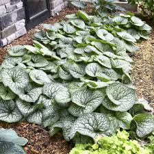 Image result for Brunnera `Jack Frost`