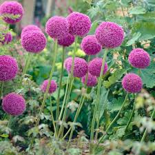 Attēlu rezultāti vaicājumam “Allium oleraceum flower”
