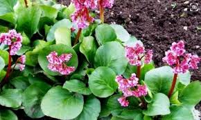 Attēlu rezultāti vaicājumam “Bergenia crassifolia flower”