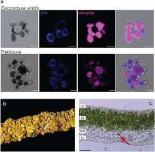 Attēlu rezultāti vaicājumam “Comatricha elegans var. microspora macro”