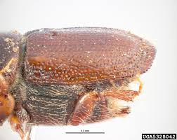 Attēlu rezultāti vaicājumam “Scolytus scolytus, Scolytus multistriatus”