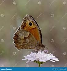 Attēlu rezultāti vaicājumam “Maniola jurtina female”