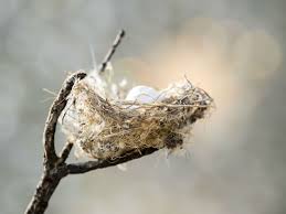 Attēlu rezultāti vaicājumam “nest”