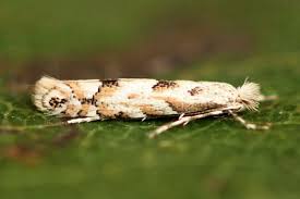 Attēlu rezultāti vaicājumam “Phyllonorycter apparella”