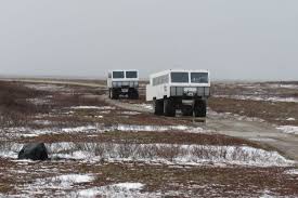 Image result for tundra buggy