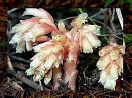 Attēlu rezultāti vaicājumam “Monotropa hypopitys flower”
