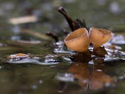 Attēlu rezultāti vaicājumam “Myriosclerotinia scirpicola”