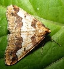 Attēlu rezultāti vaicājumam “Erannis defoliaria imago”