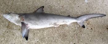 Image result for Carcharhinus limbatus