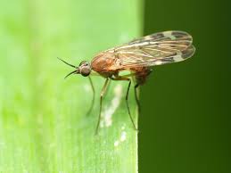 Attēlu rezultāti vaicājumam “Sylvicola sp.”