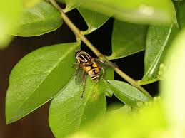 Attēlu rezultāti vaicājumam “Helophilus pendulus”