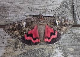 Attēlu rezultāti vaicājumam “Catocala sponsa”