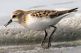 Attēlu rezultāti vaicājumam “Calidris minuta”