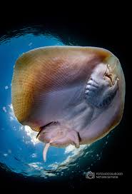 Image result for Raja radula