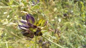 Attēlu rezultāti vaicājumam “Medicago x varia  flower”