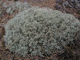 Attēlu rezultāti vaicājumam “Cladonia mitis”