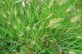 Attēlu rezultāti vaicājumam “Anthoxanthum odoratum”