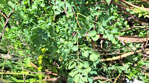Attēlu rezultāti vaicājumam “Thalictrum minus leaf”
