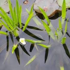 Attēlu rezultāti vaicājumam “Stratiotes aloides flower”