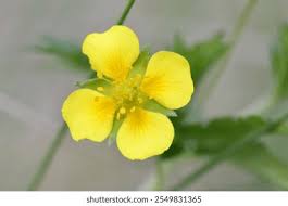 Image result for Potentilla tormentilla