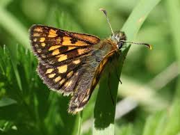 Attēlu rezultāti vaicājumam “Carterocephalus silvicolus”