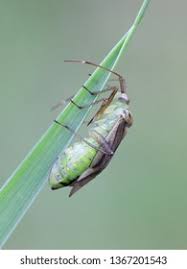 Attēlu rezultāti vaicājumam “Adelphocoris quadripunctatus”